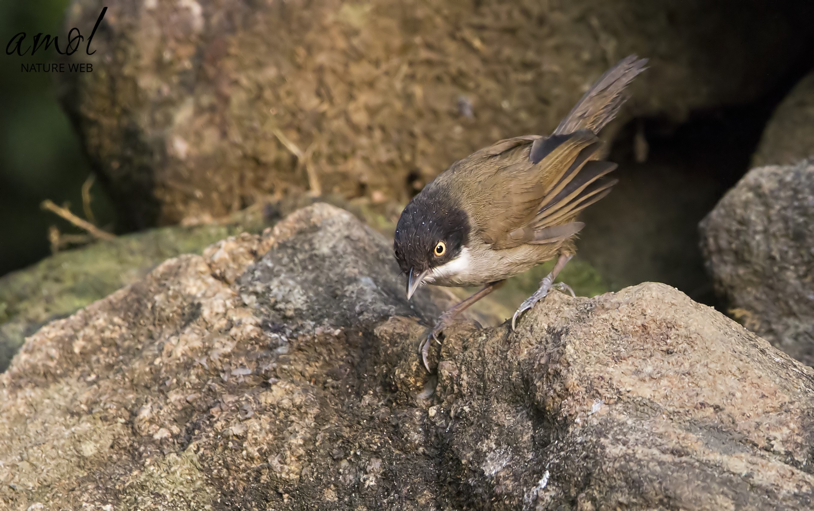 Dark-fronted Babbler